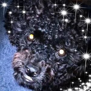 Meet your Posher, Clarissa